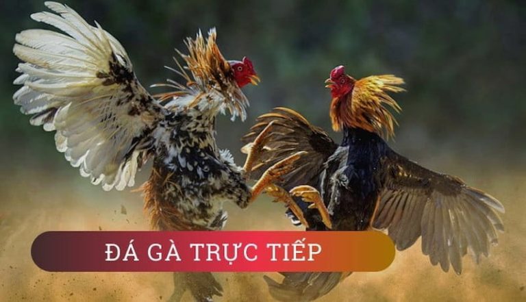 Đá gà Campuchia – Khoảnh khắc đỉnh cao của chiến thuật và giải trí đẳng cấp tại SV388 CASINO
