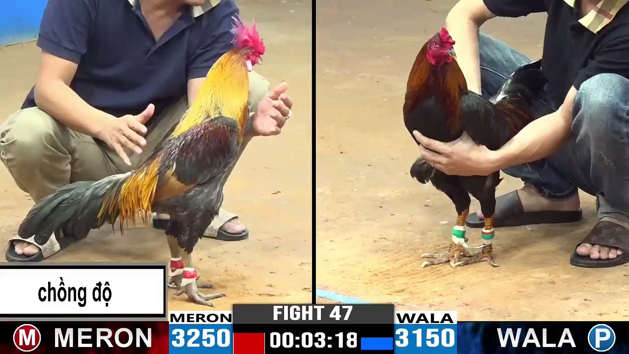 Đá gà Campuchia – Khoảnh khắc đỉnh cao của chiến thuật và giải trí đẳng cấp tại SV388 CASINO