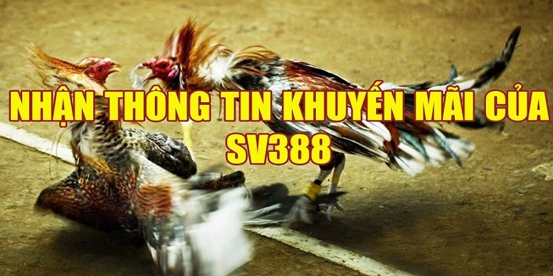 Khám Phá Chiến Lược Khuyến Mãi Sv388 - Nâng Cao Trải Nghiệm Cá Cược 2025